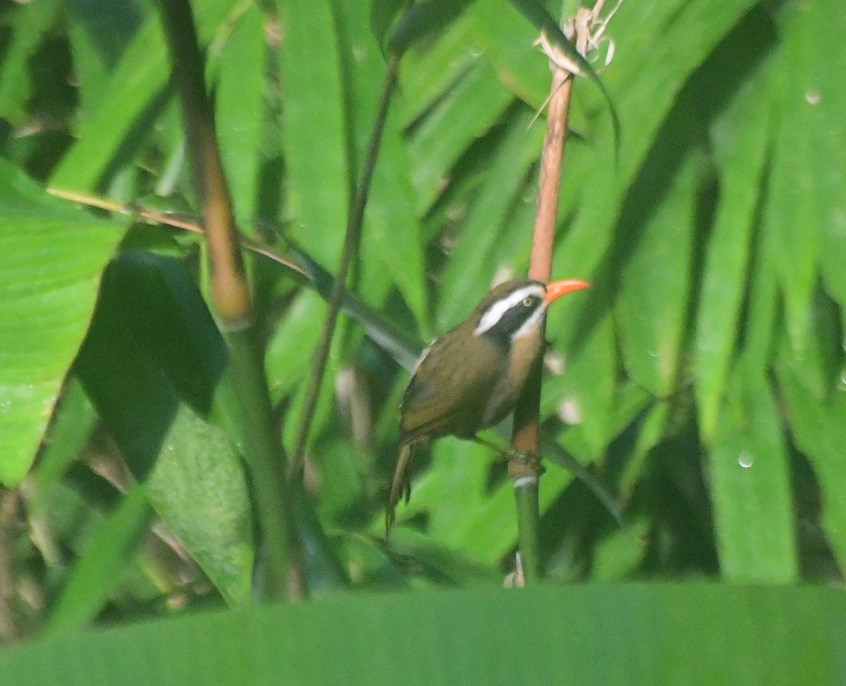 Black-crowned/Brown-crowned Scimitar-Babbler - ML505791371