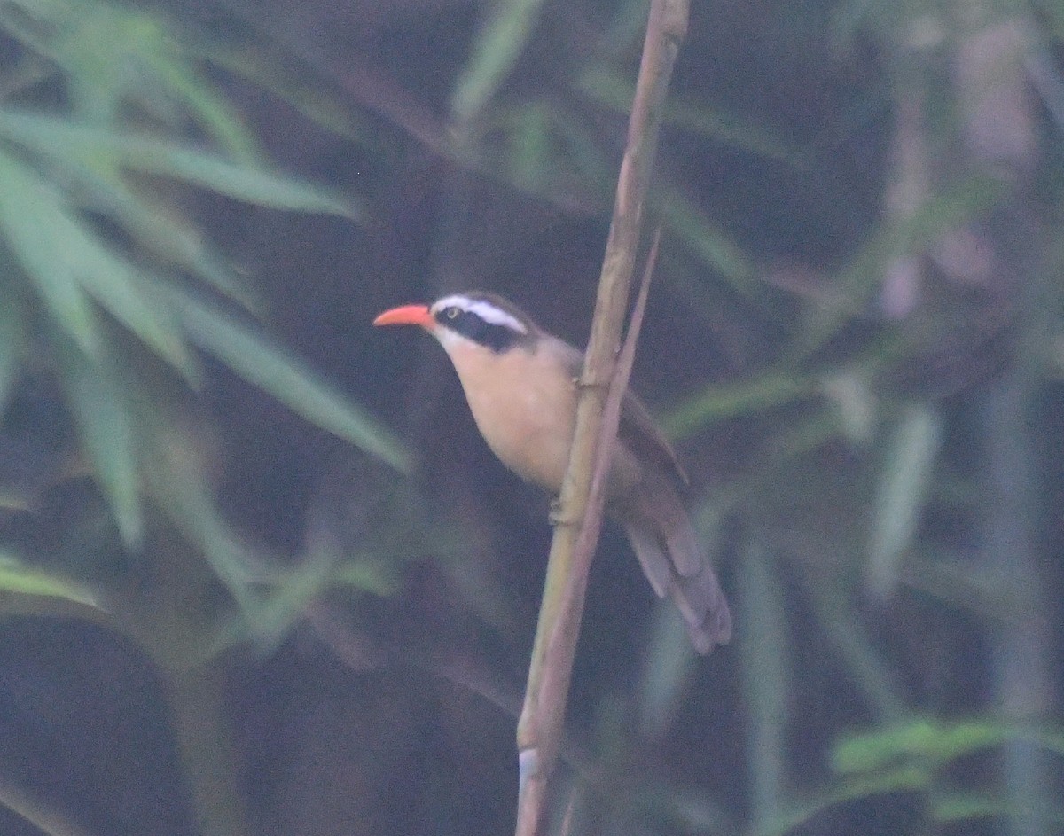 Black-crowned/Brown-crowned Scimitar-Babbler - ML505791391