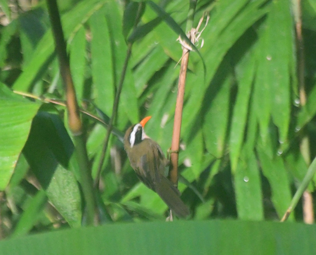 Black-crowned/Brown-crowned Scimitar-Babbler - ML505791401