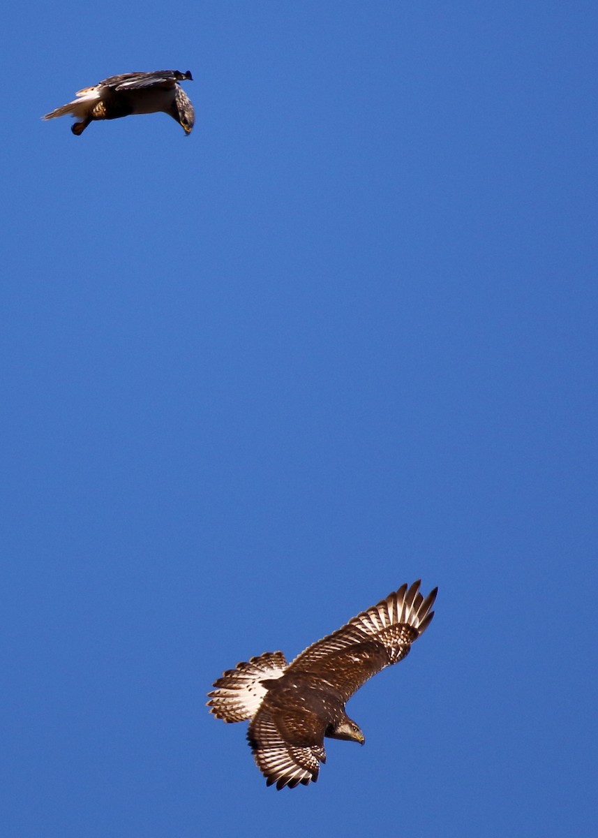 Ferruginous Hawk - ML505791541