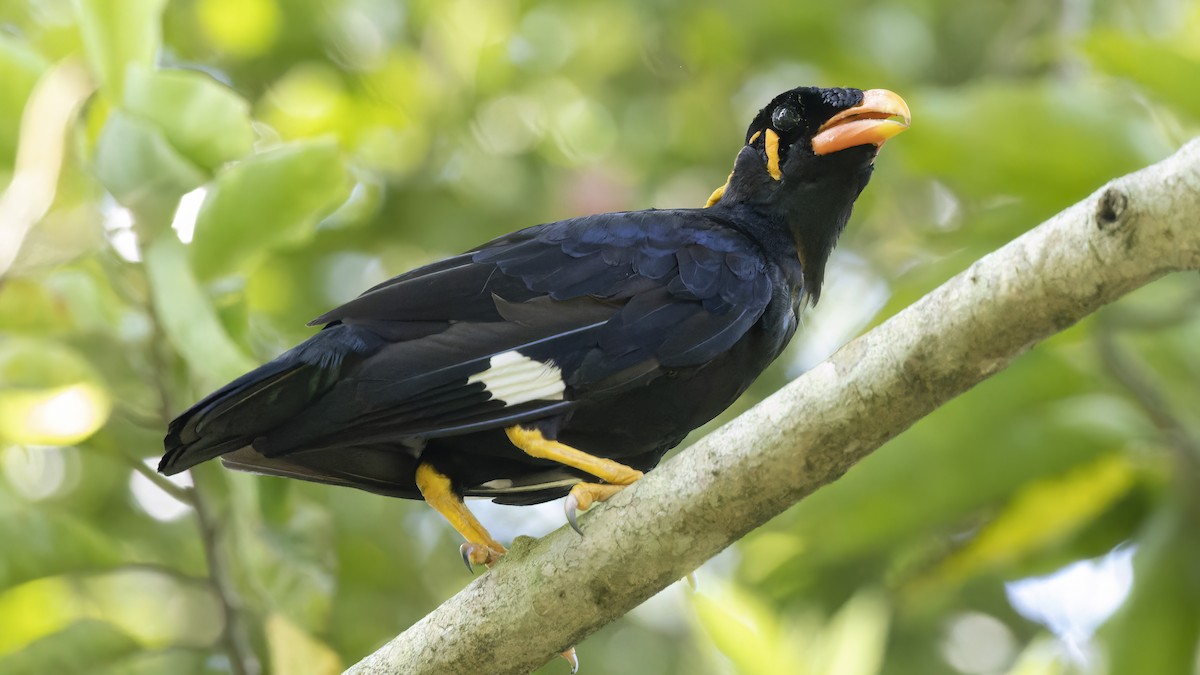 Common Hill Myna - Kenneth Cheong