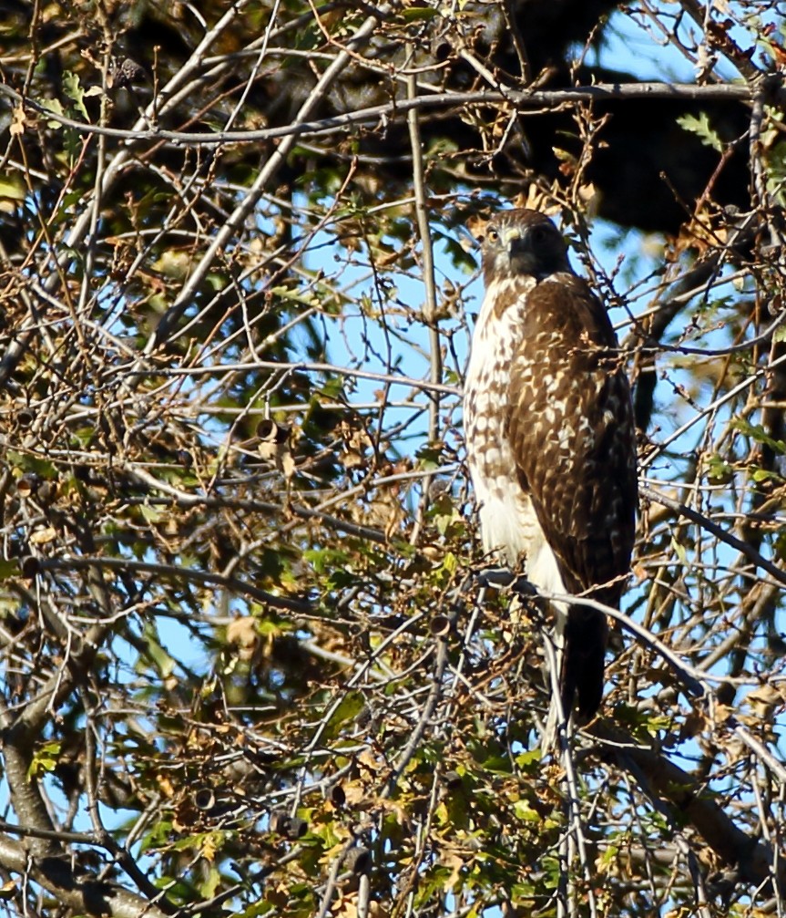 Red-tailed Hawk - ML505792461