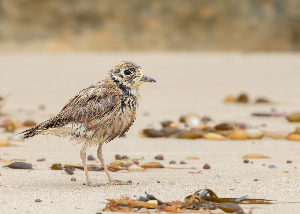 Inland Dotterel - ML505792471