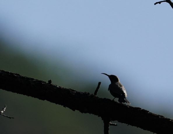 Shining Sunbird - Irvin Calicut