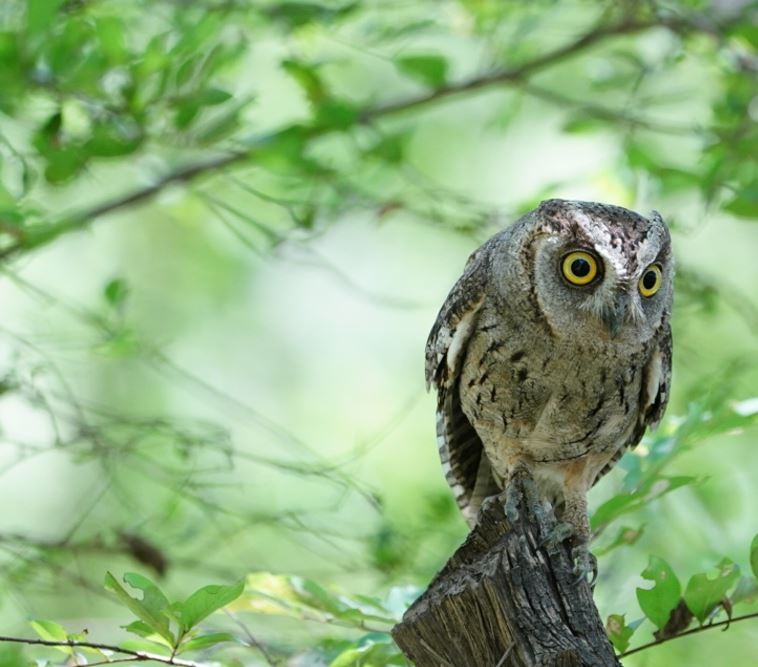 Arabian Scops-Owl - ML505793101