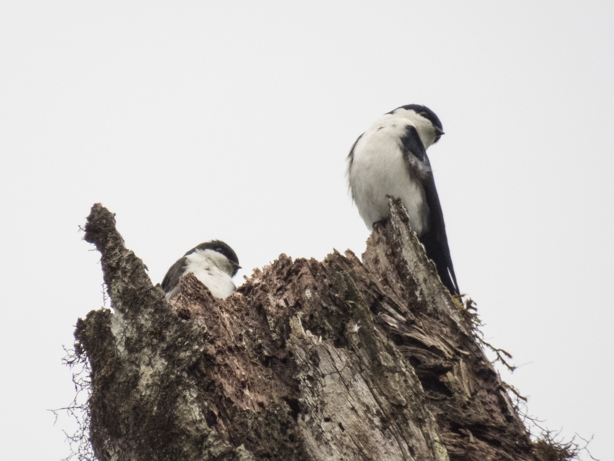 vlaštovka modrobílá - ML505793831