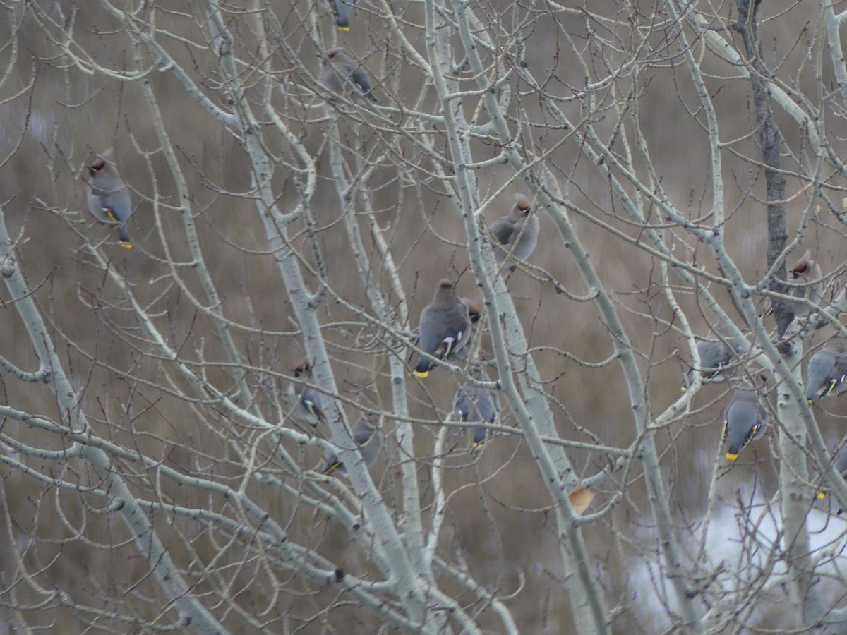 Bohemian Waxwing - ML505794711