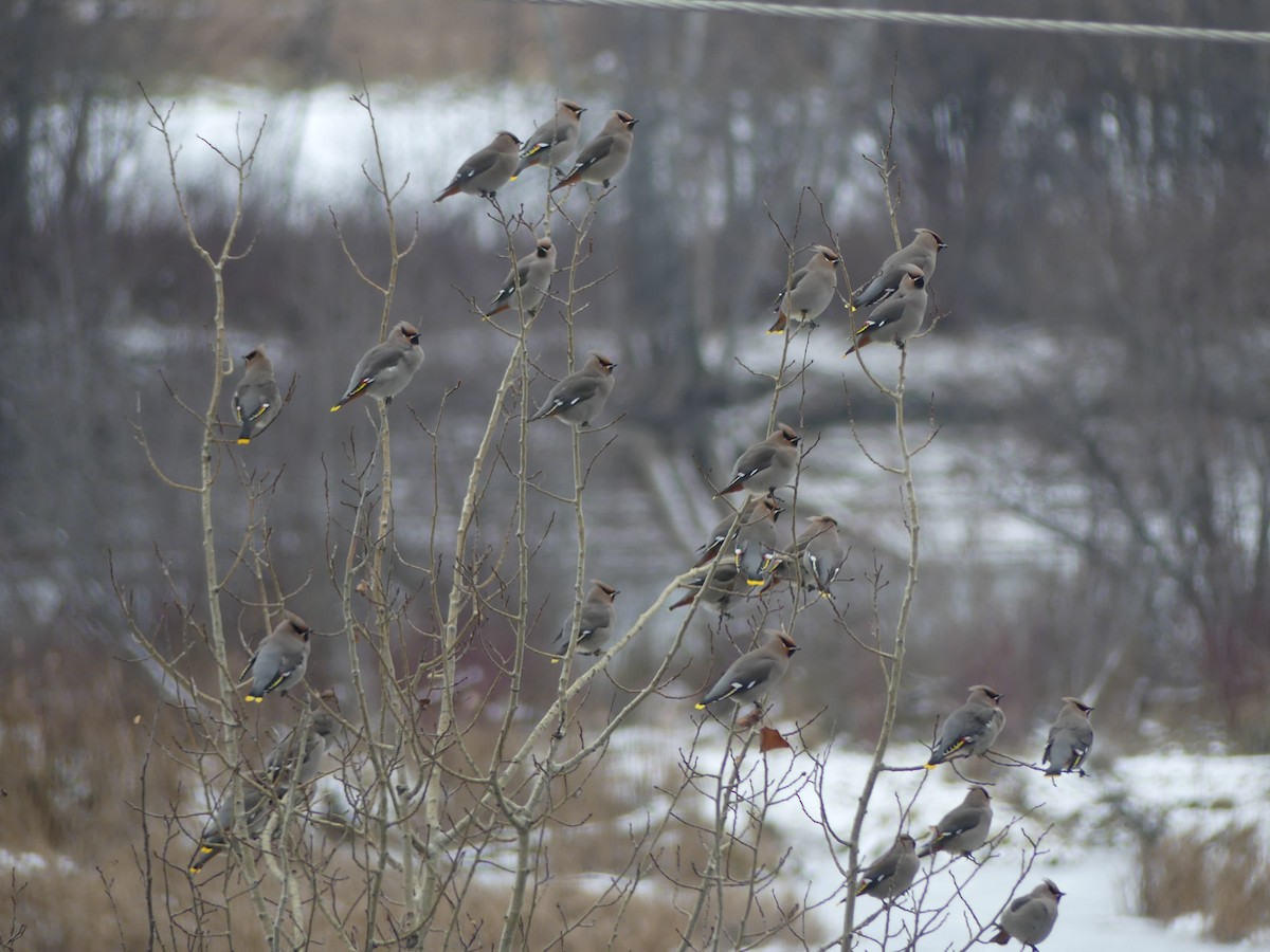 Bohemian Waxwing - ML505794761