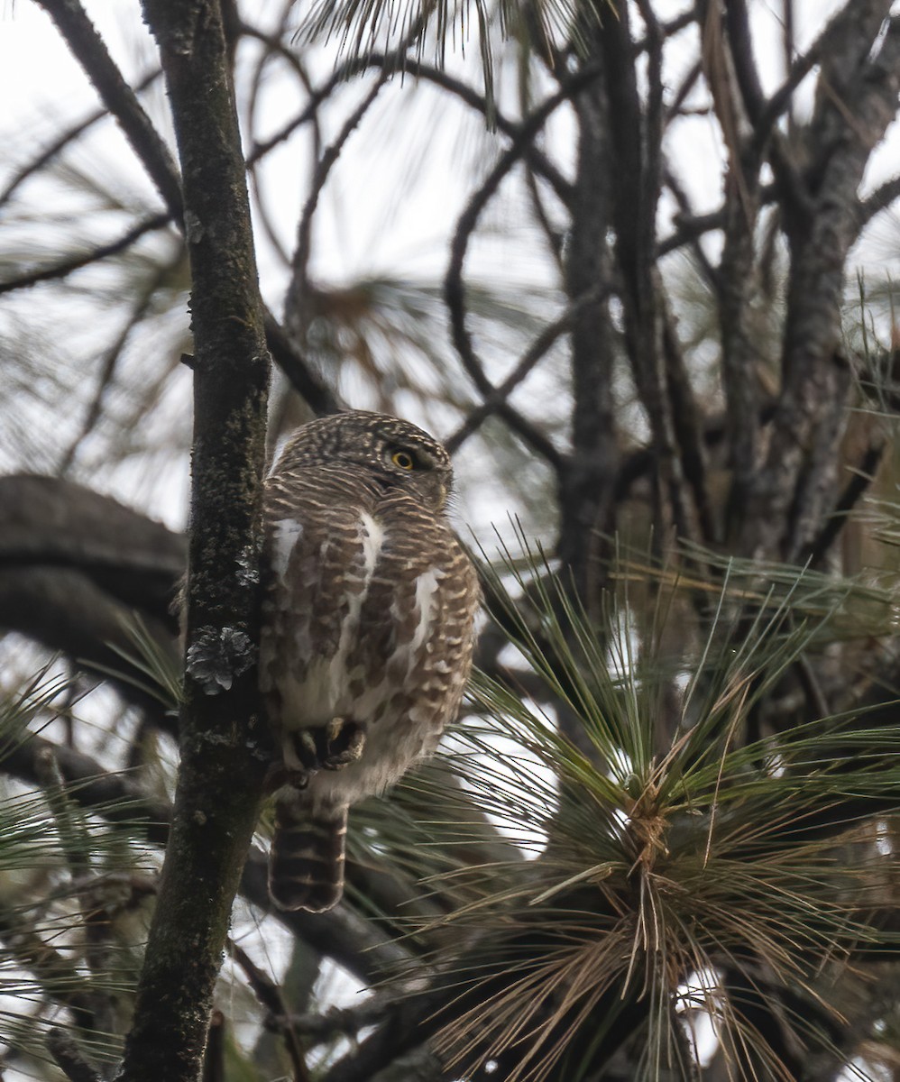 Collared Owlet - Waseem Bhat