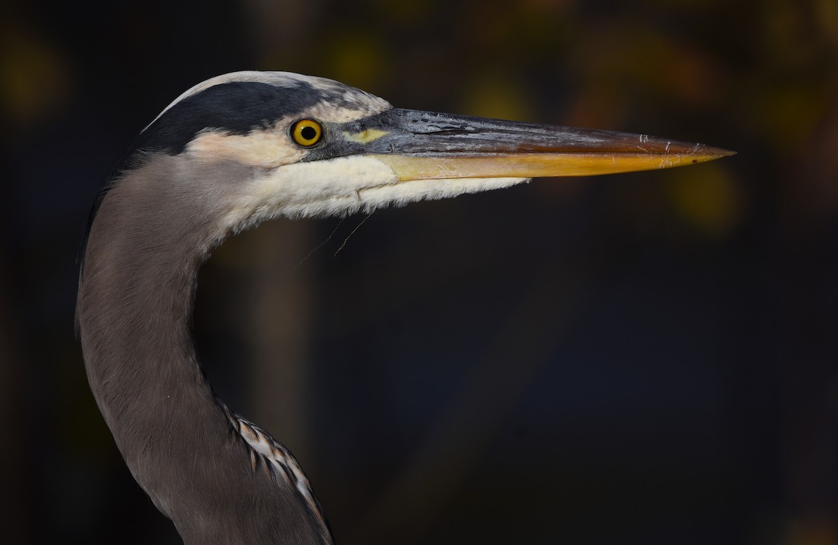 Great Blue Heron - Christopher Lindsey