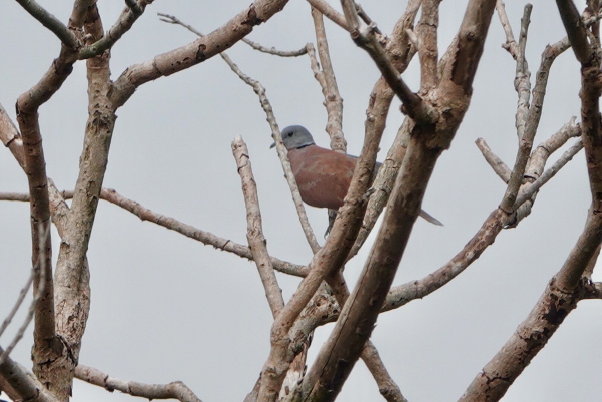 Red Collared-Dove - ML505797601