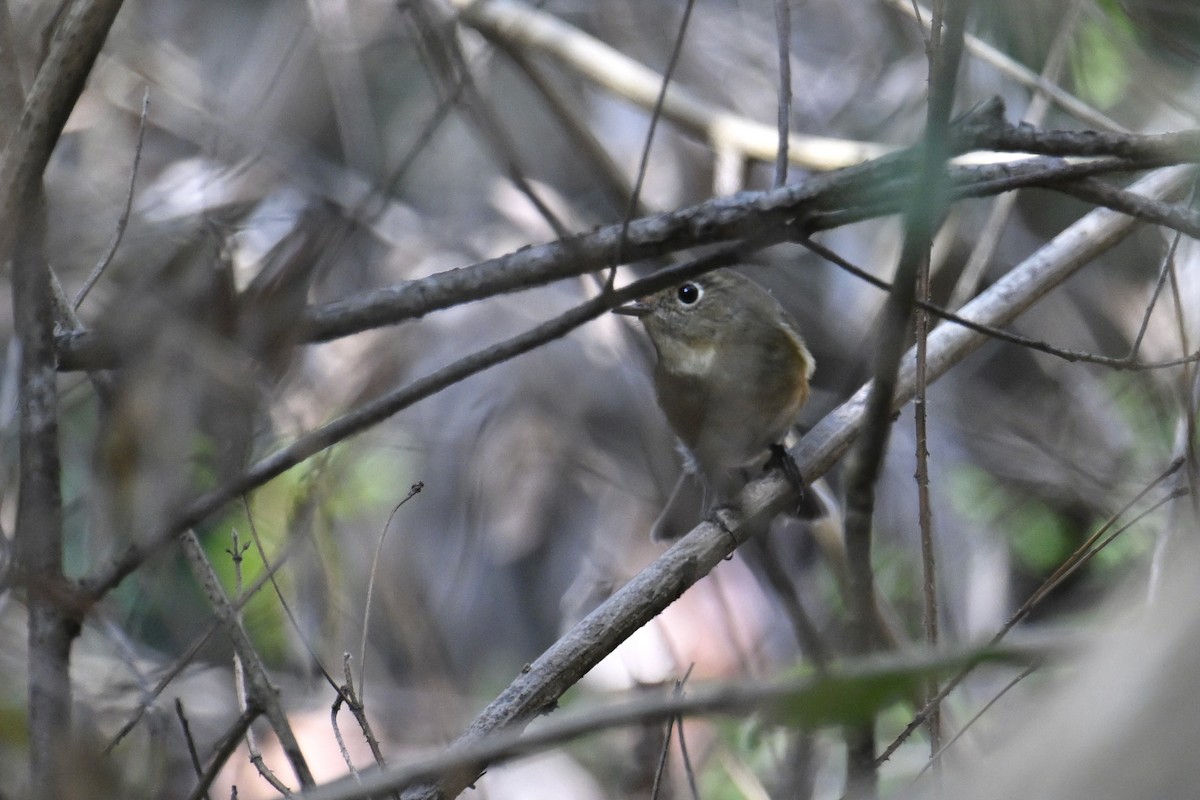 Red-flanked Bluetail - ML505797651