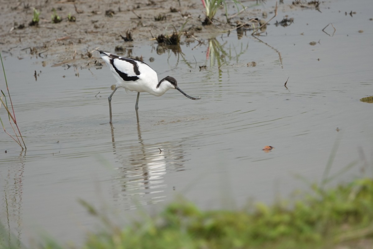 Pied Avocet - ML505797781