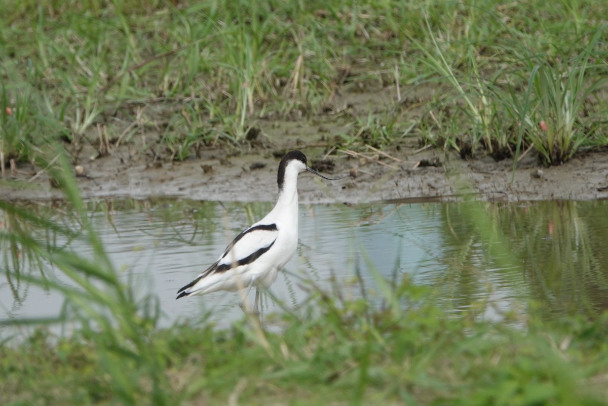 Pied Avocet - ML505797801