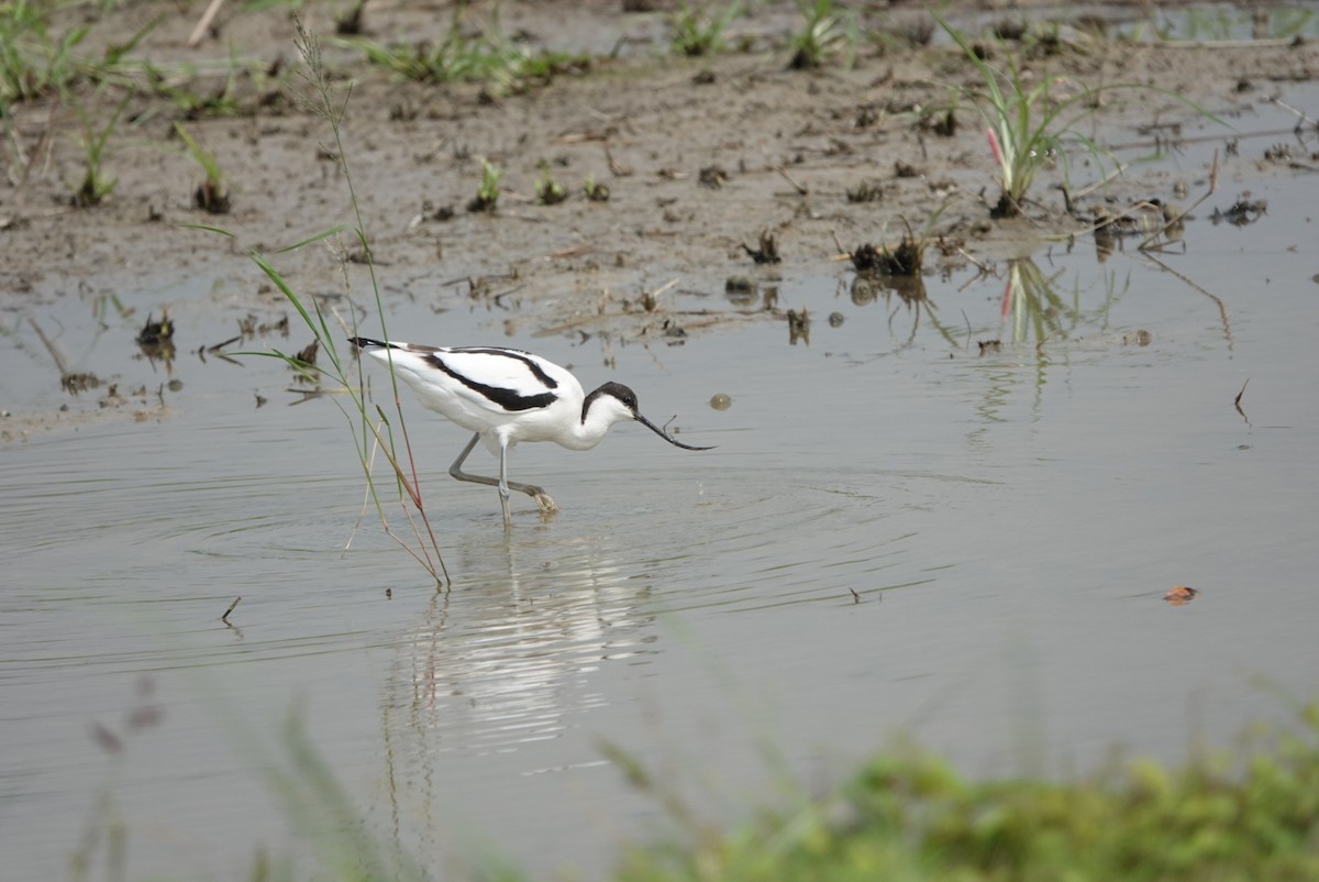 Pied Avocet - ML505797811