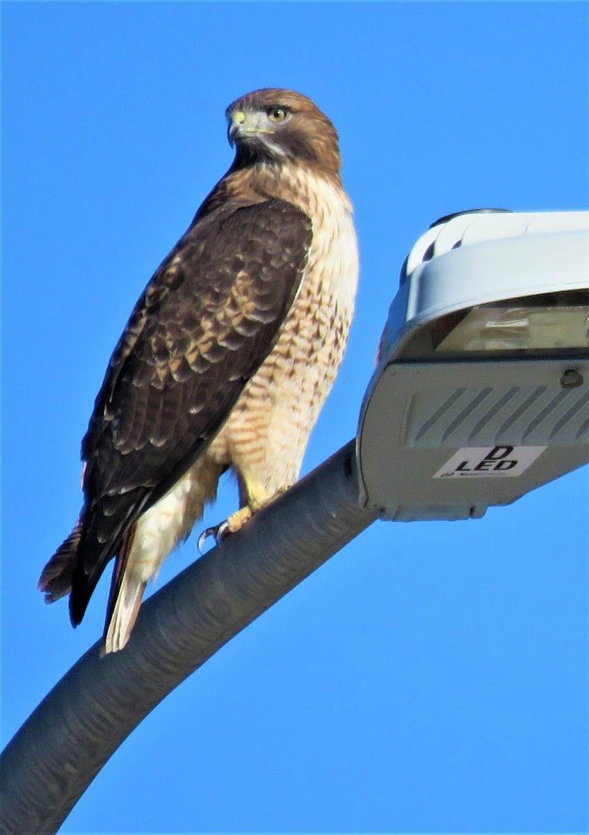 Red-tailed Hawk - ML505798331