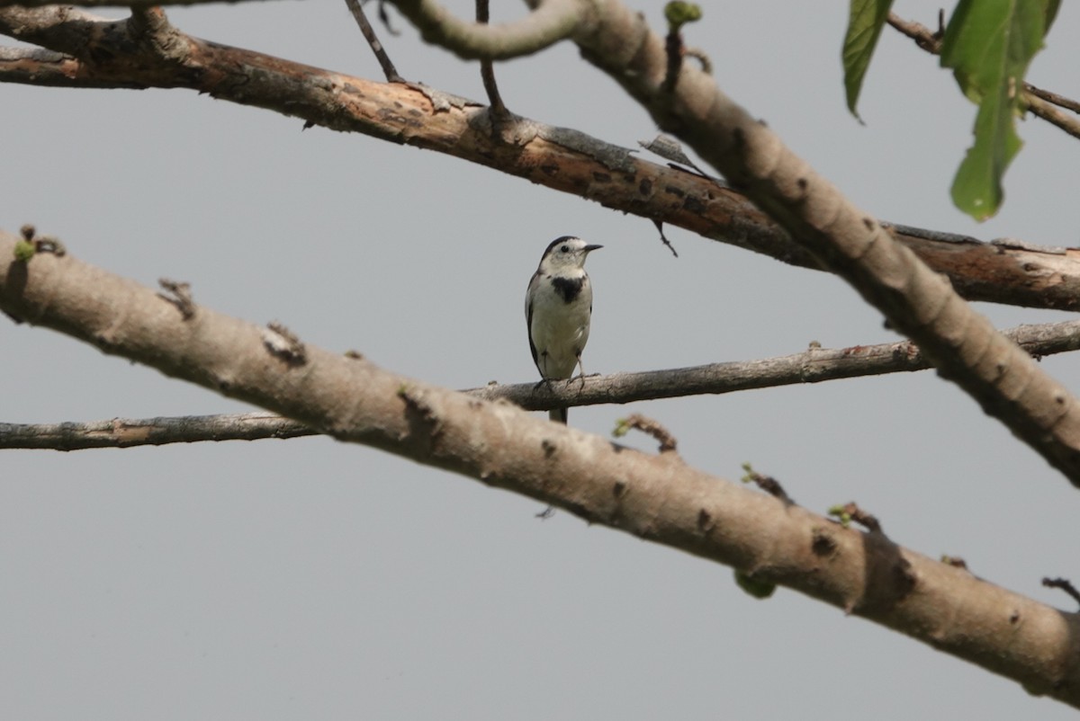 White Wagtail - ML505798731