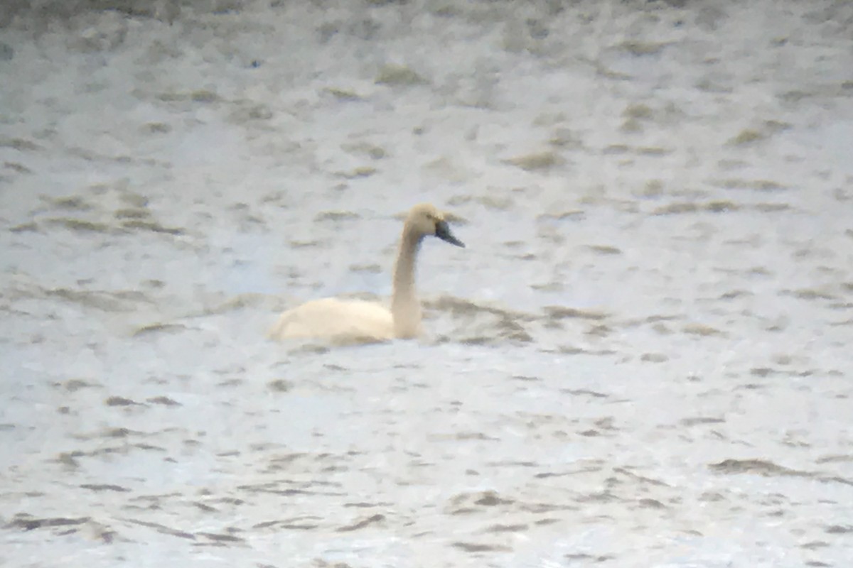 Tundra Swan - ML50580021