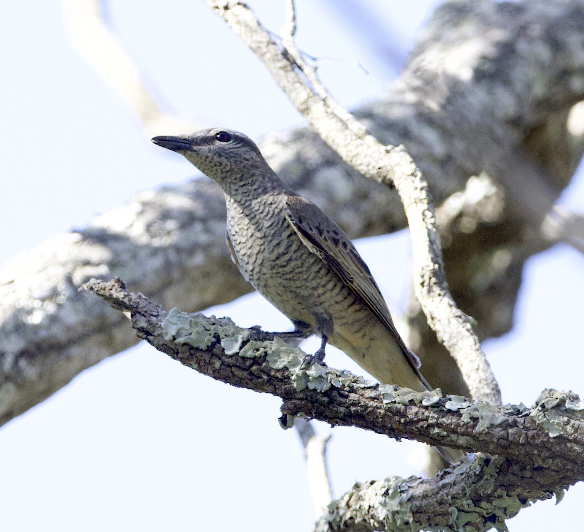 Common Cicadabird - ML505800851