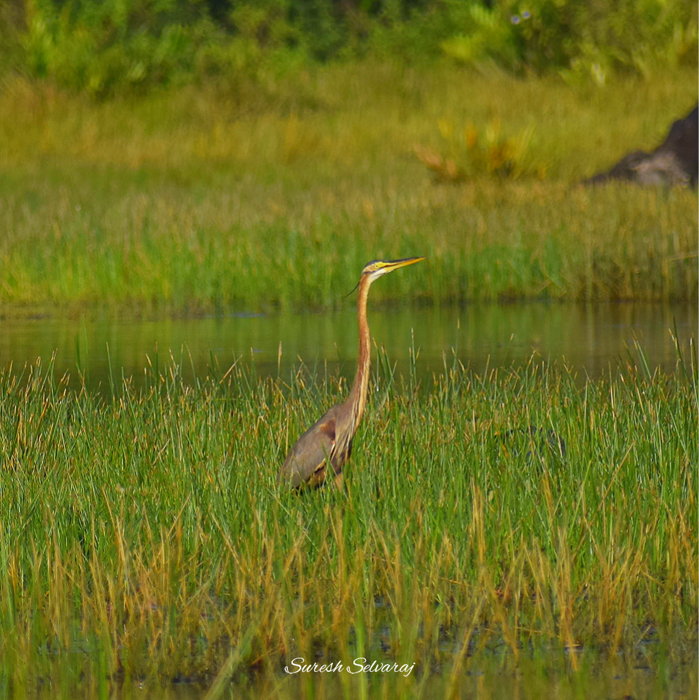 Purple Heron - ML505801521