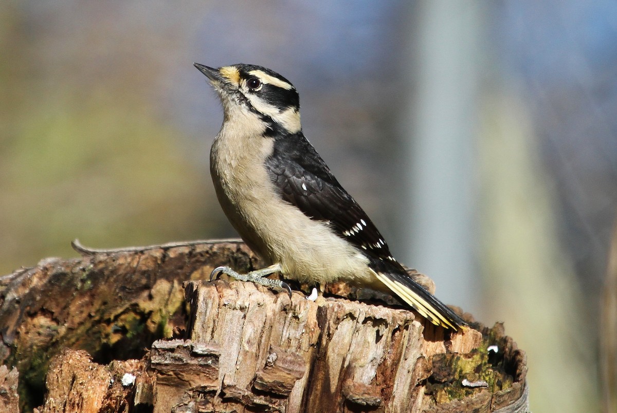 Downy Woodpecker (Pacific) - John F. Gatchet