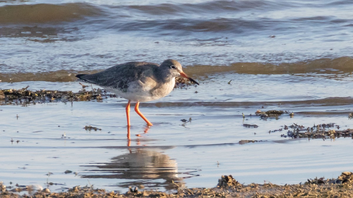 Common Redshank - Rodney Baker