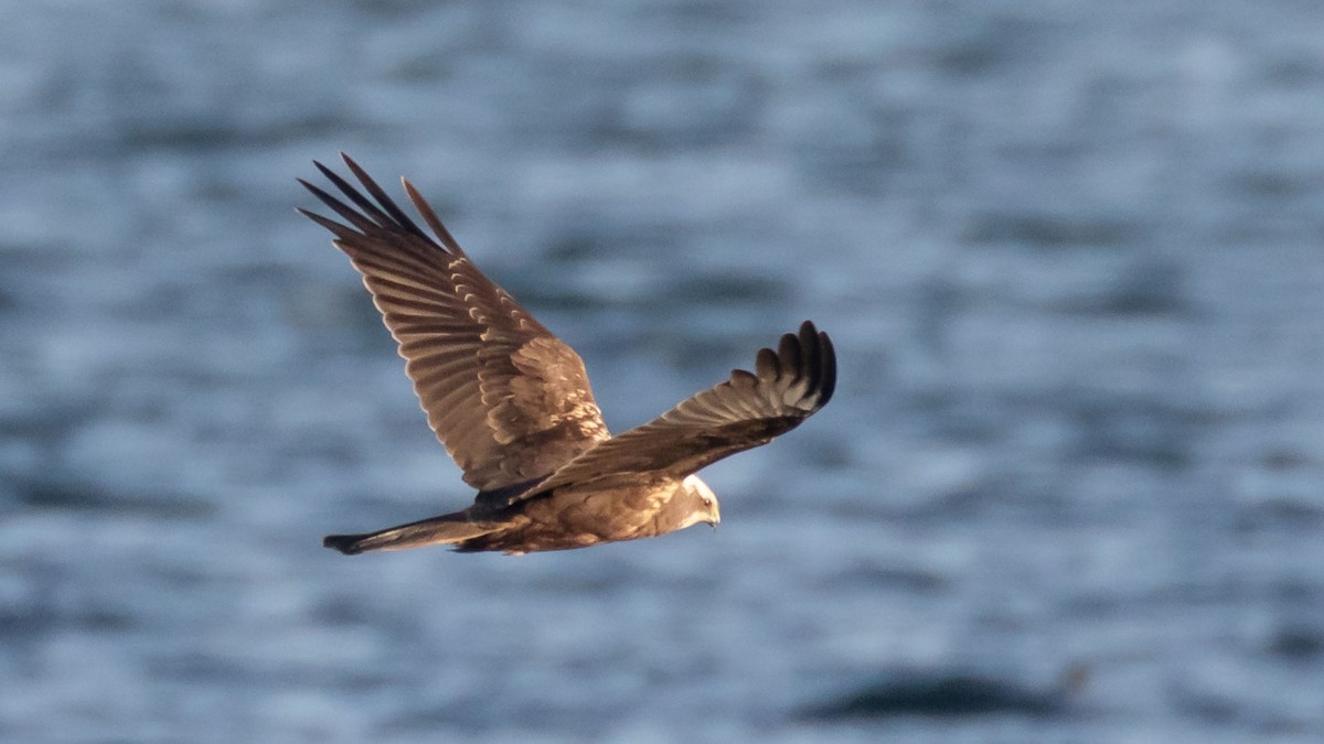 Western Marsh Harrier - Rodney Baker