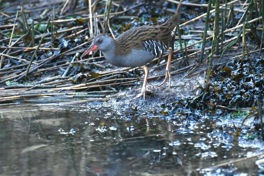 Water Rail - ML505804221