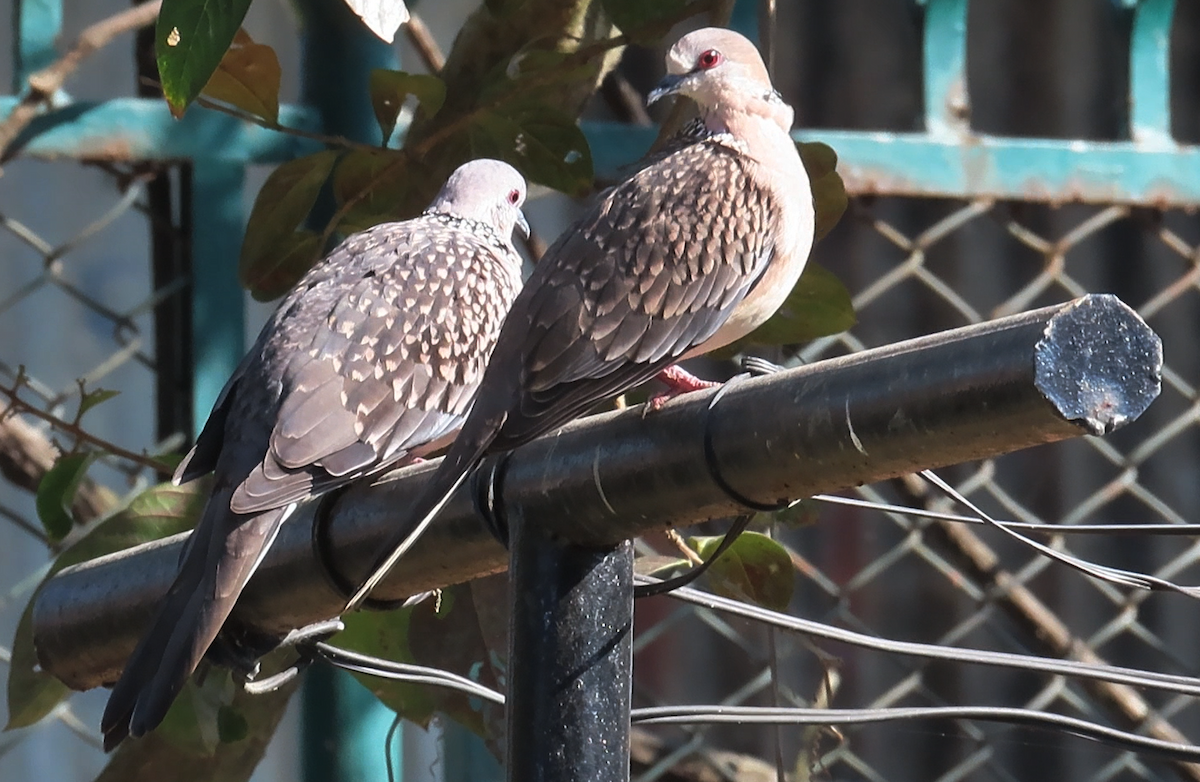 カノコバト（suratensis／ceylonensis） - ML505804441