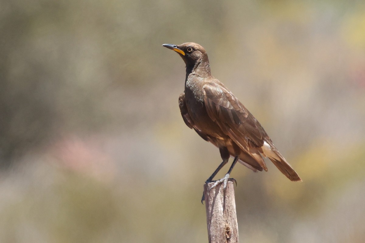 African Pied Starling - Daniel Engelbrecht - Birding Ecotours