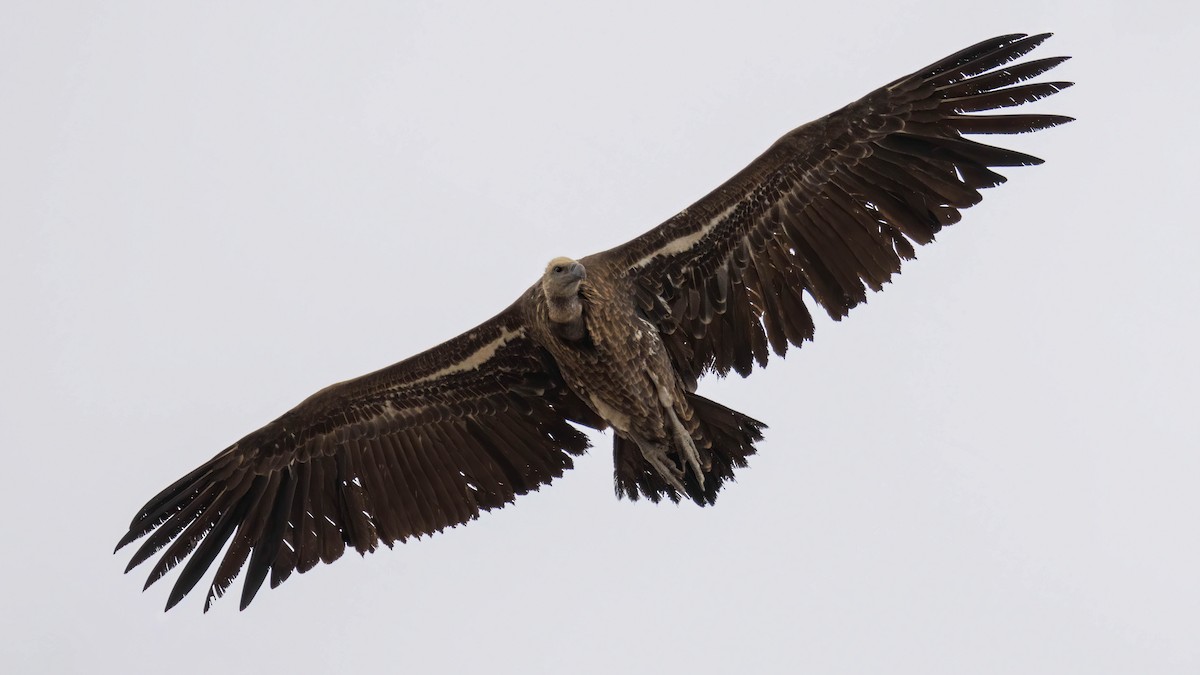 Rüppell's Griffon - ML505805671