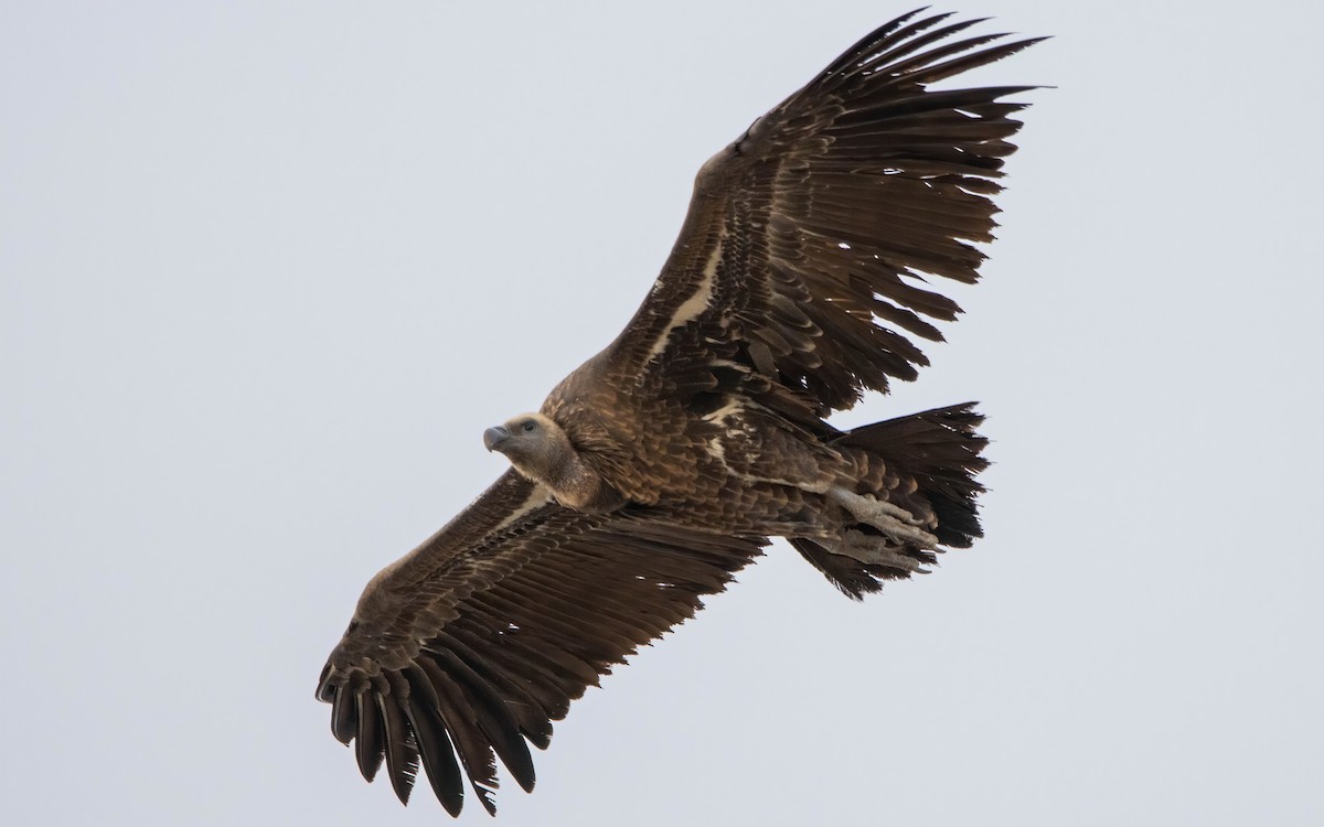 Rüppell's Griffon - ML505805691
