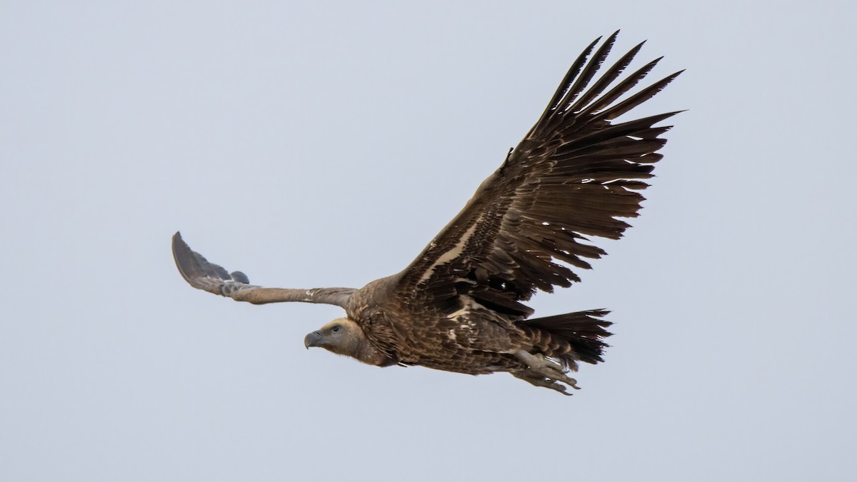 Rüppell's Griffon - ML505805701