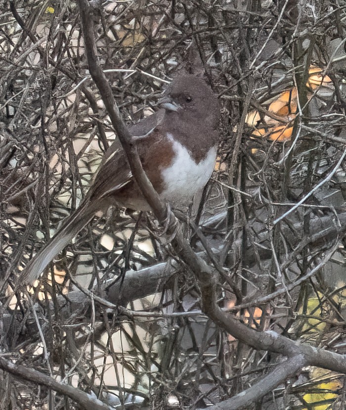 Eastern Towhee - Elizabeth Crouthamel