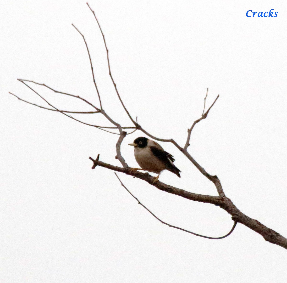 Varied Sittella (White-winged) - ML505806501