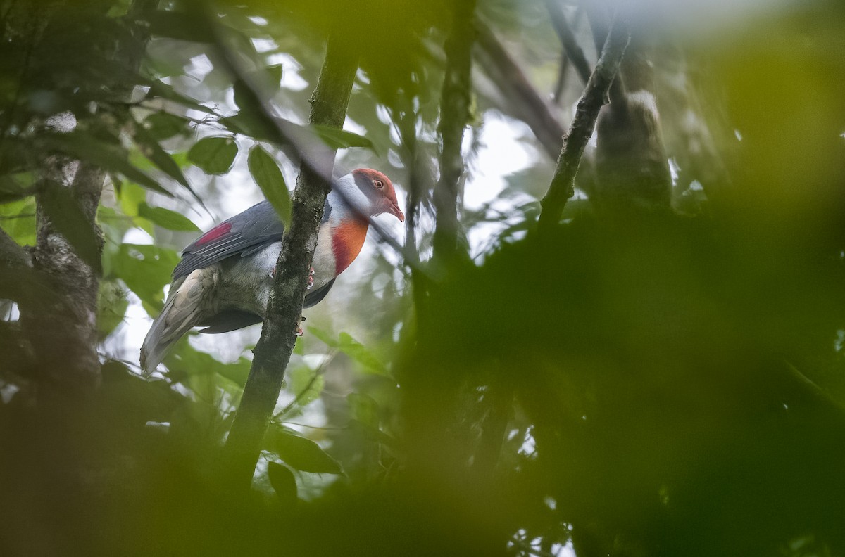 Flame-breasted Fruit-Dove - ML505806731