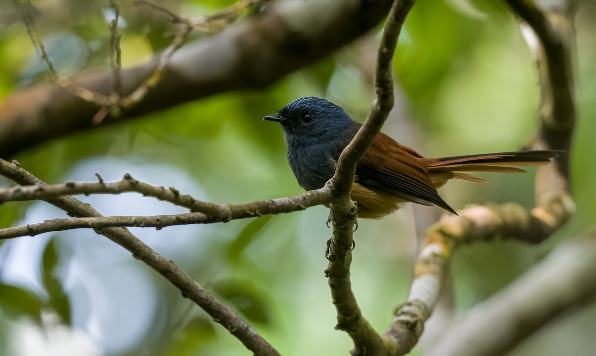 Blue-headed Fantail - Forest Botial-Jarvis