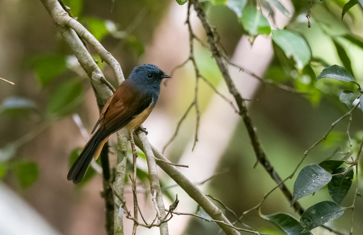 Blue-headed Fantail - Forest Botial-Jarvis