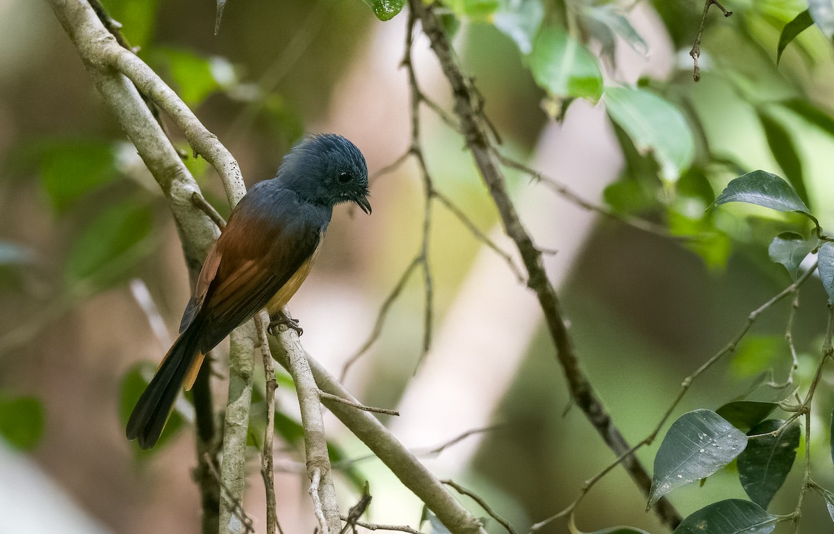 Blue-headed Fantail - ML505807421