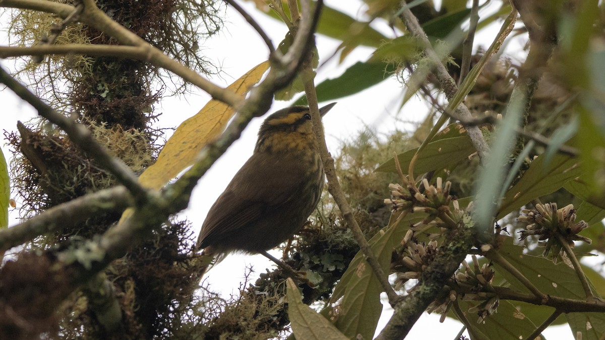 Sharp-billed Treehunter - ML505807471