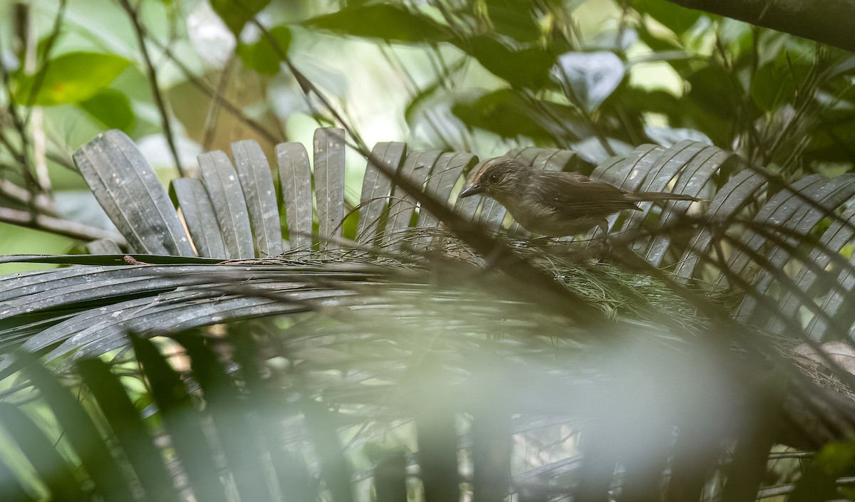 Calabarzon Babbler - ML505807501