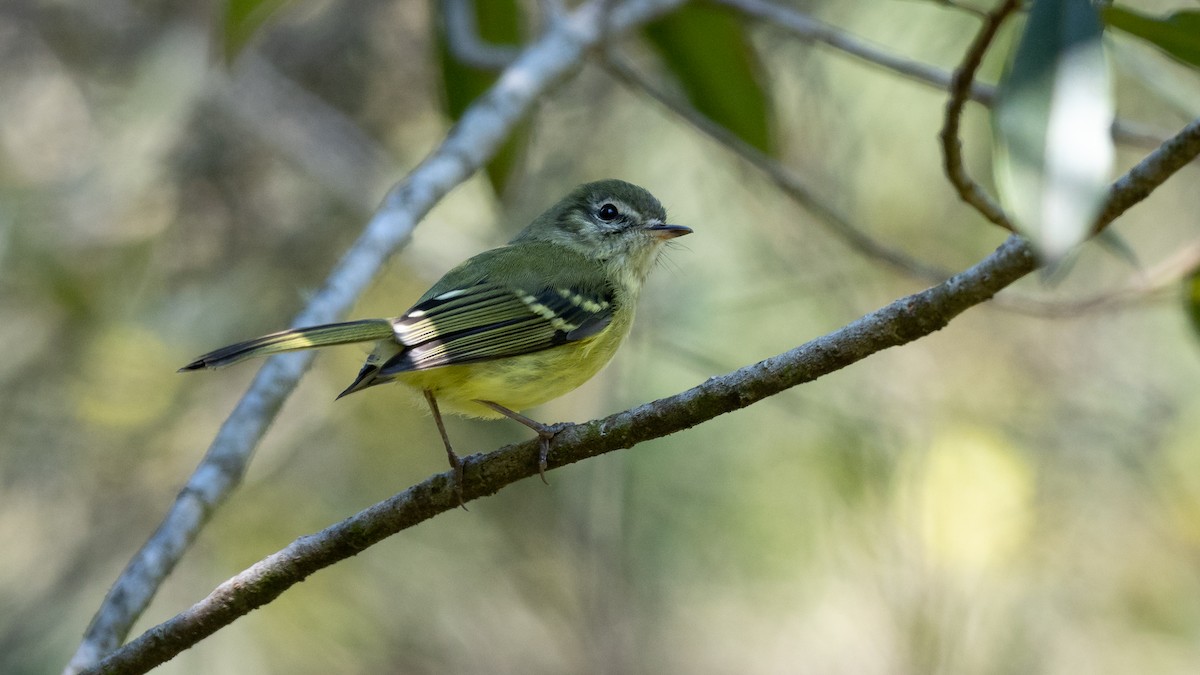 Mottle-cheeked Tyrannulet - Mathurin Malby