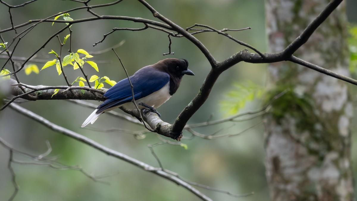 Curl-crested Jay - Mathurin Malby