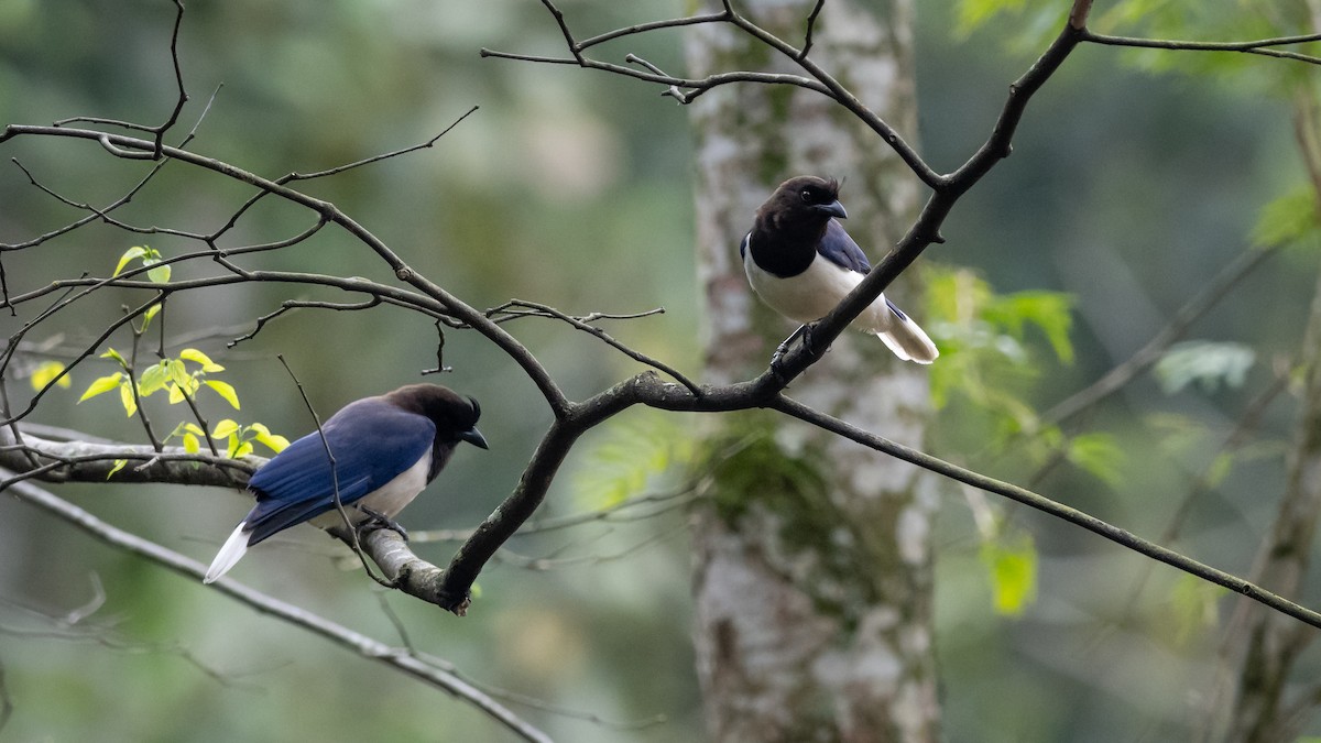 Curl-crested Jay - Mathurin Malby