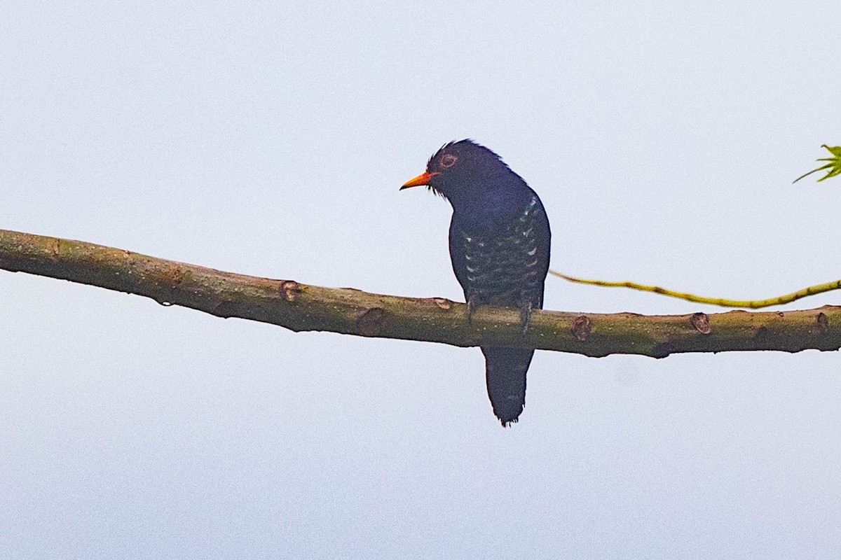 Violet Cuckoo - ML505809131