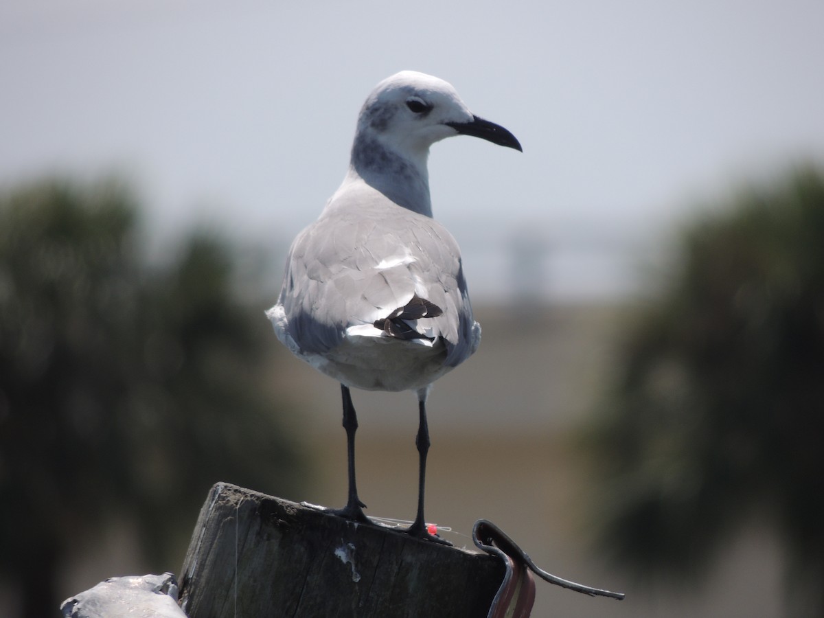 Laughing Gull - ML505810051