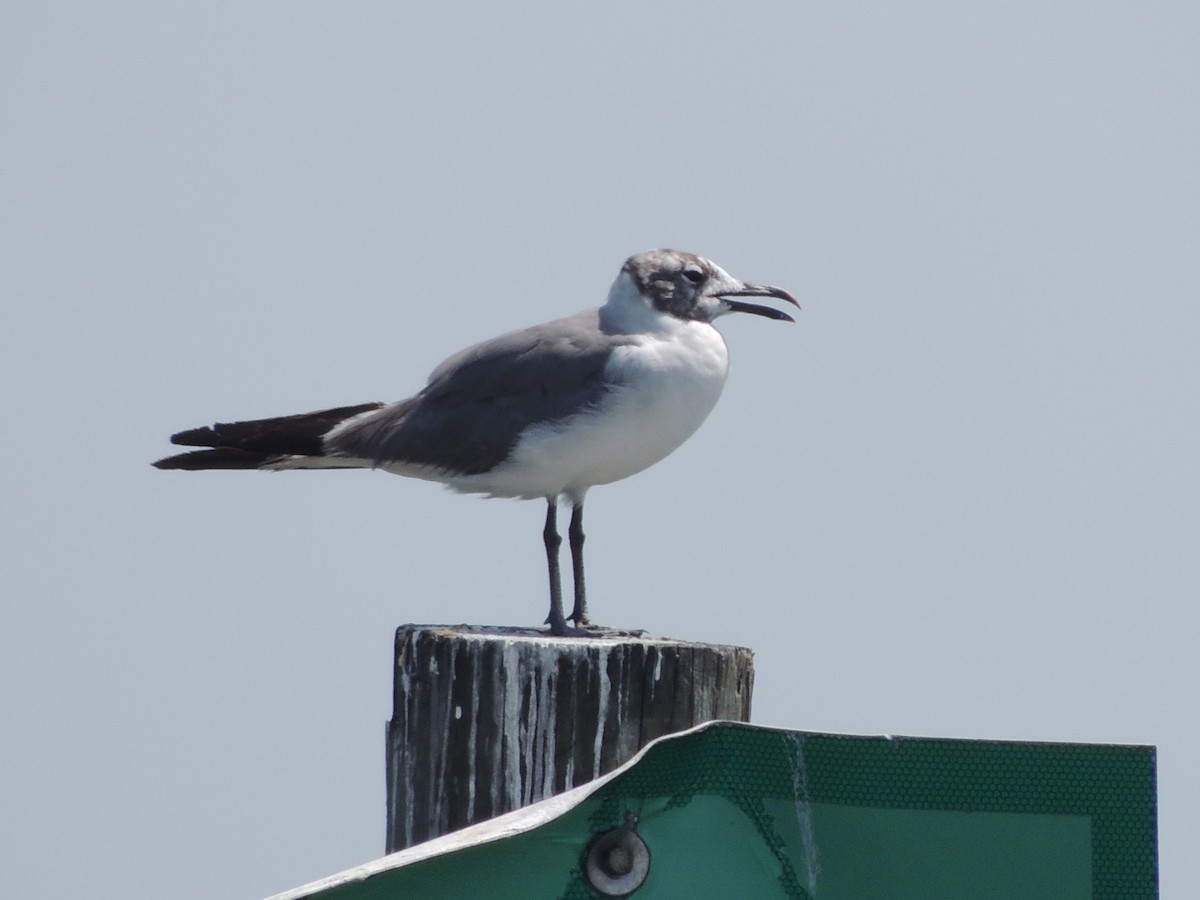 Laughing Gull - ML505810241