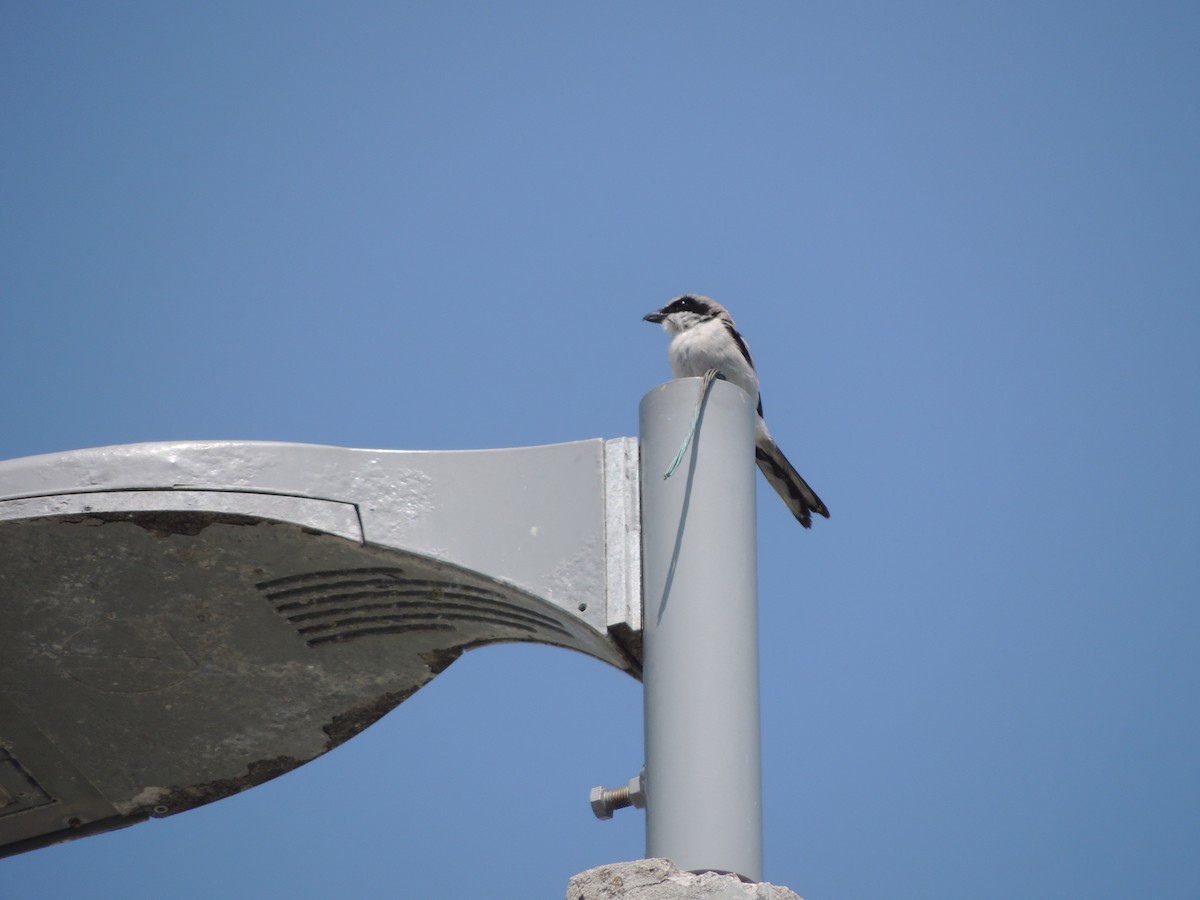 Loggerhead Shrike - Paloma Plant