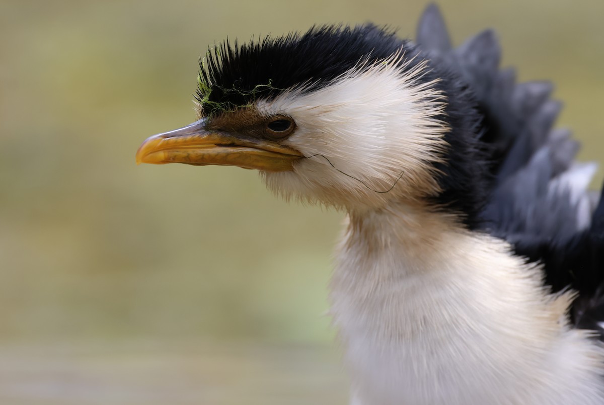 Little Pied Cormorant - Andy Gee