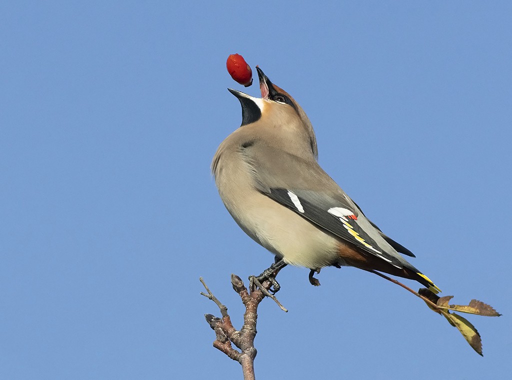 Bohemian Waxwing - ML505813391